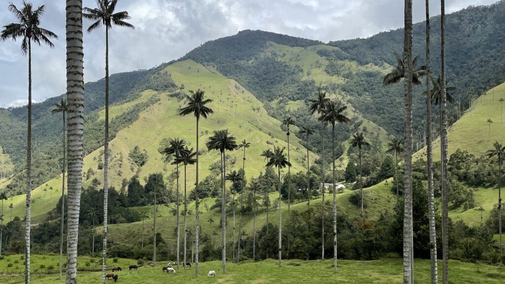 Valle de Cocora - najwyższe palmy na świecie